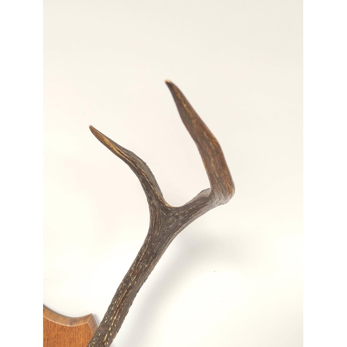 169 - Set of six point antlers on an oak plinth wall mount.