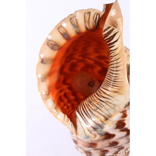 275 - Conch shell table lamp.