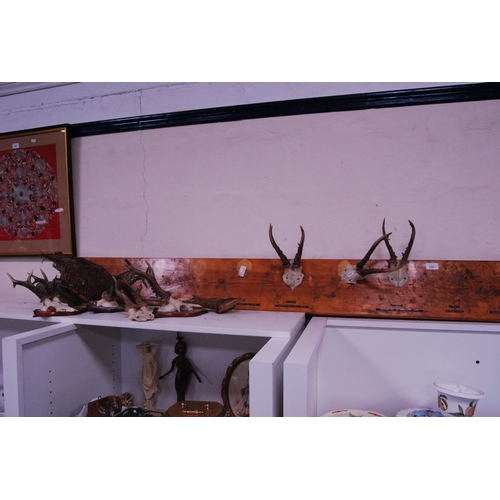 155 - Group of small antlers mounted on wall plinths and a taxidermy pheasant (a/f).