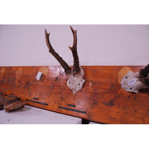 155 - Group of small antlers mounted on wall plinths and a taxidermy pheasant (a/f).