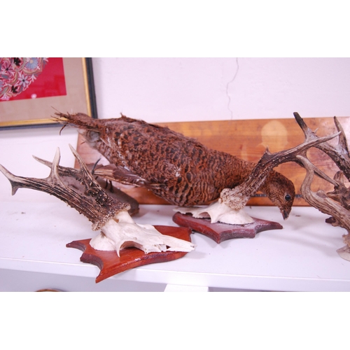 155 - Group of small antlers mounted on wall plinths and a taxidermy pheasant (a/f).