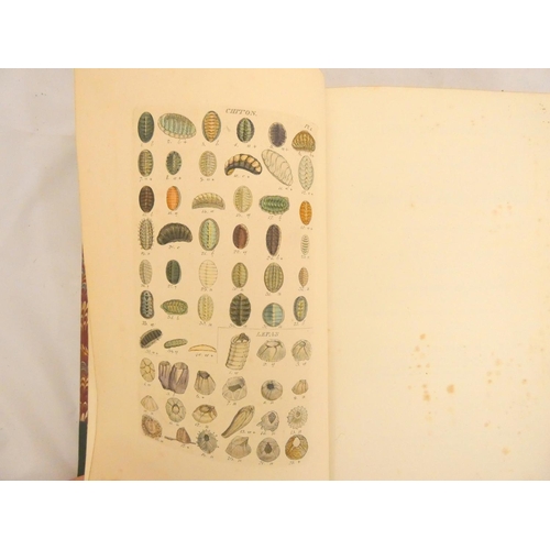 148 - WOOD W.  Index Testaceologicus, An Illustrated Catalogue of British & Foreign Shells. 46 hand co... 