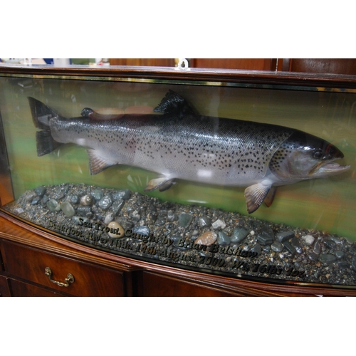 177 - Taxidermy interest: Scottish sea trout trophy, caught by Brian Belshaw, Scaurfoot, River Nith, 14th ... 