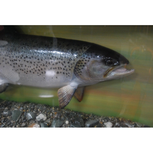 177 - Taxidermy interest: Scottish sea trout trophy, caught by Brian Belshaw, Scaurfoot, River Nith, 14th ... 