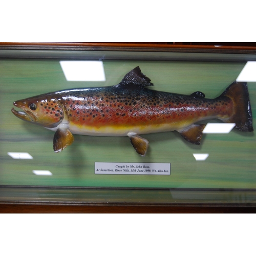 178 - Taxidermy interest: Scottish sea trout trophy caught by Mr John Ross at Scaurfoot, River Nith, 15th ... 