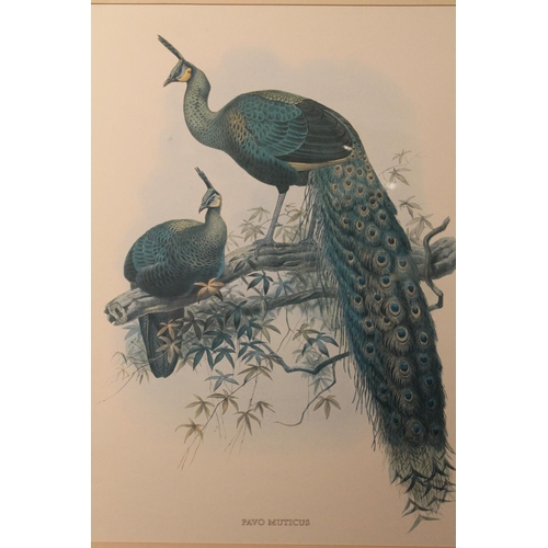 473 - Two ornithological prints of peacocks 'Pavo Muticus' and 'Pavo Christatus', 54cm x 40cm, frames 92cm... 