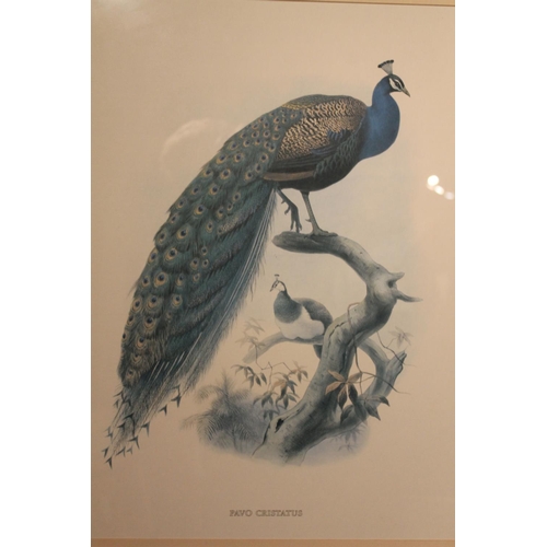 473 - Two ornithological prints of peacocks 'Pavo Muticus' and 'Pavo Christatus', 54cm x 40cm, frames 92cm... 