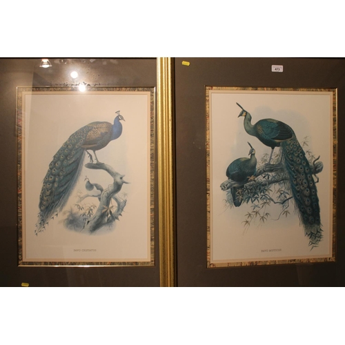 473 - Two ornithological prints of peacocks 'Pavo Muticus' and 'Pavo Christatus', 54cm x 40cm, frames 92cm... 