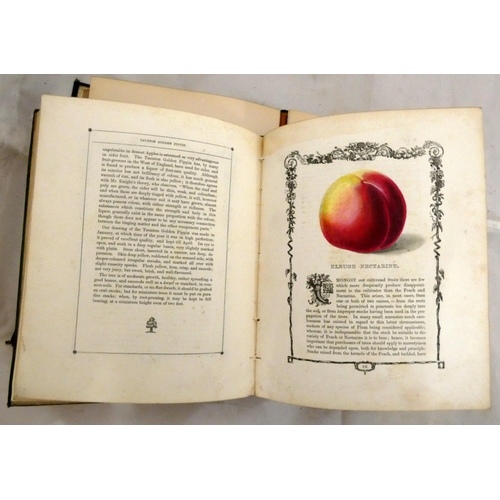 151 - MAUND B.  Orchard & Garden Fruits. 24 col. illus., each within an eng. border. Small quarto. Ori... 