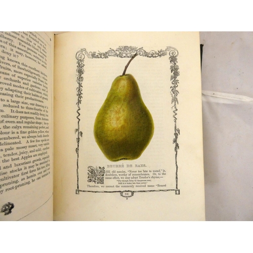 151 - MAUND B.  Orchard & Garden Fruits. 24 col. illus., each within an eng. border. Small quarto. Ori... 