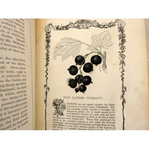 151 - MAUND B.  Orchard & Garden Fruits. 24 col. illus., each within an eng. border. Small quarto. Ori... 