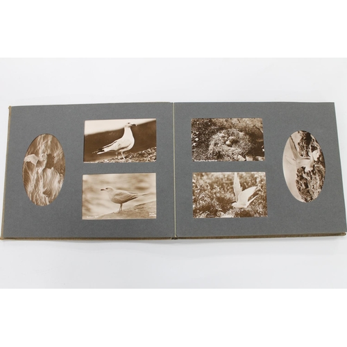 459 - Album of real photographic postcards of birds by J D (Jack David) Rattar of Lerwick Shetland to incl... 