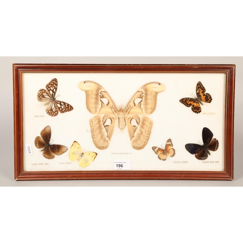 196 - Three framed cases of butterflies