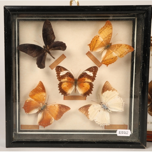 196 - Three framed cases of butterflies