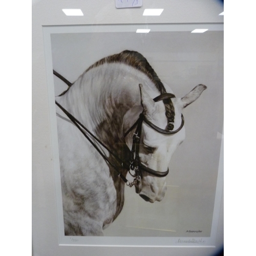 49 - Signed photograph of a horse, limited edition, by Alexandria Bannister, signed in pencil, 1/250, ano... 