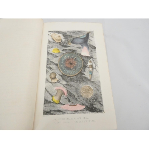 251 - HARTWIG DOCTOR G.  The Sea & Its Living Wonders. Fldg. map (tear noted). Litho frontis & pla... 