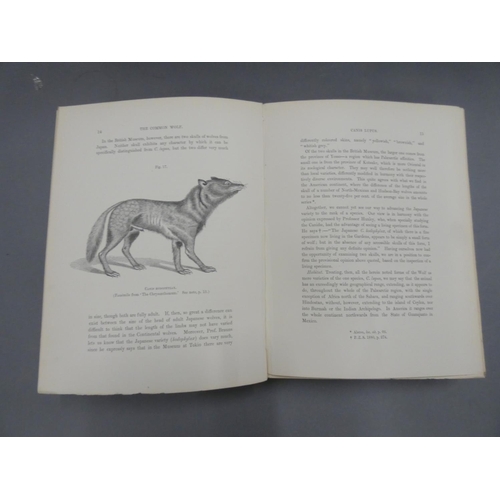 271 - MIVART ST. GEORGE.  Dogs, Jackals, Wolves & Foxes, A Monograph of the Canidae. 45 good... 