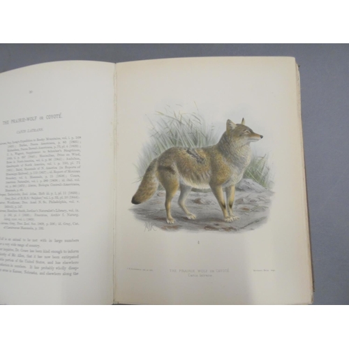 271 - MIVART ST. GEORGE.  Dogs, Jackals, Wolves & Foxes, A Monograph of the Canidae. 45 good... 