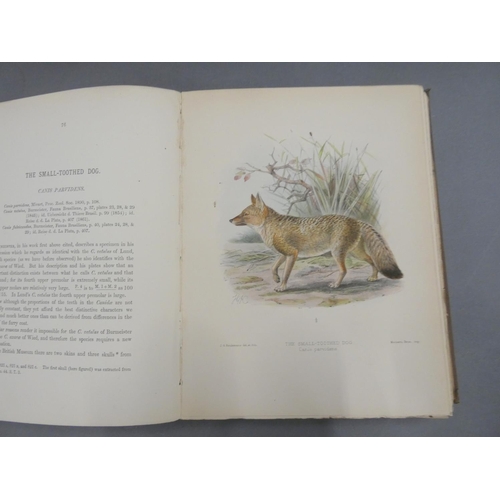 271 - MIVART ST. GEORGE.  Dogs, Jackals, Wolves & Foxes, A Monograph of the Canidae. 45 good... 