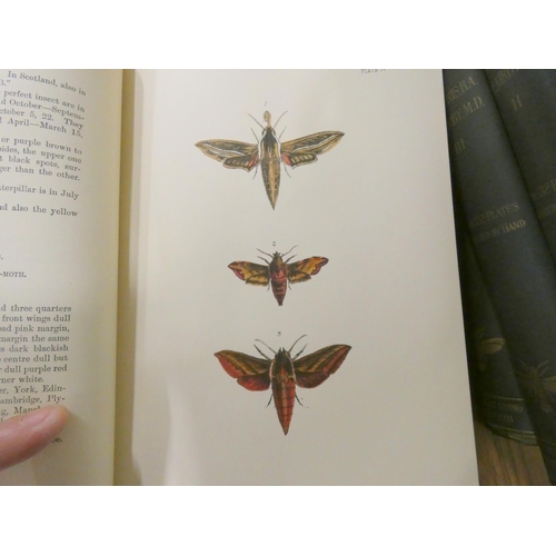 298 - MORRIS REV. F. O.  A History of British Moths ... With An Introduction by W. E. Kirby. 4 vols. Many ... 