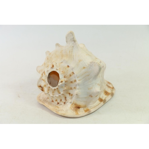 30 - Conch shell.