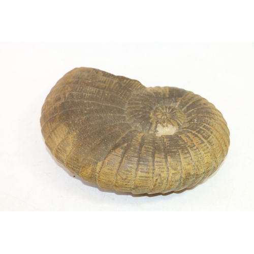 100 - Ceramic model of an ammonite fossil, 25cm wide.