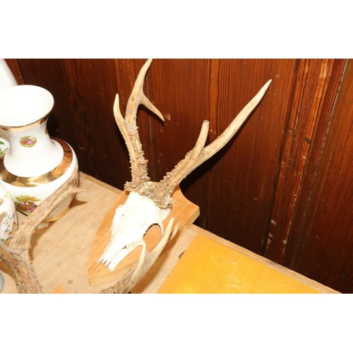 201 - Three sets of antlers mounted on shield shaped plaques.