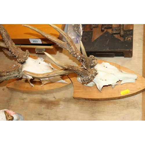 201 - Three sets of antlers mounted on shield shaped plaques.