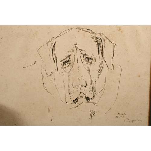 450 - CHAPMAN, study of a dogs head 'Venus', ink drawing, signed and dated 1971, 24cm x 34cm, frame 41cm x... 