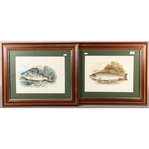 439 - Framed print, 'Galway Sea Trout' & 'Perch', 52cm x 62cm (incl. frame)