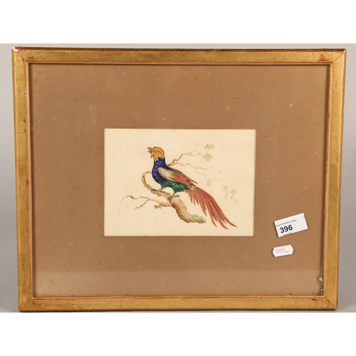 396 - Tropical bird, watercolour, unsigned, 19 x 13 cm ( 40 x 33 cm including frame)