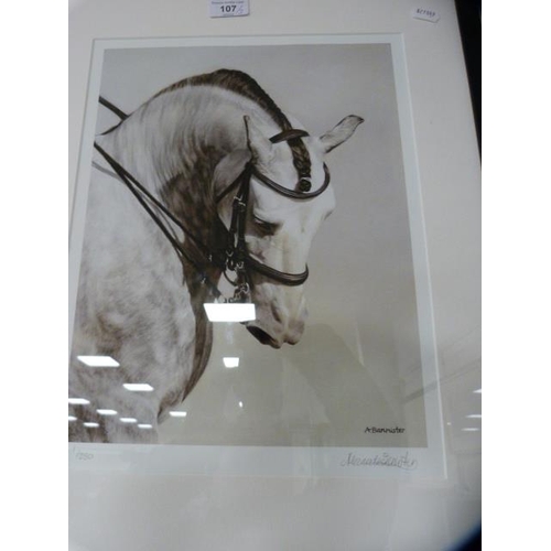 107 - Signed photograph of a horse, limited edition, by Alexandria Bannister, signed in pencil, 1/250, ano... 