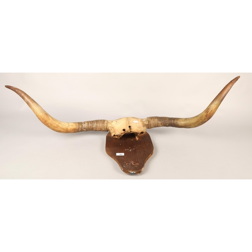 565 - Mounted animal horns, possibly cow/Highland Cattle.