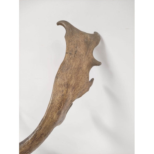 381 - Taxidermy hunting trophy in the form of a 19th century fallow deer head, fixed to a shield shaped wa... 