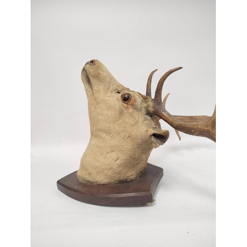 381 - Taxidermy hunting trophy in the form of a 19th century fallow deer head, fixed to a shield shaped wa... 