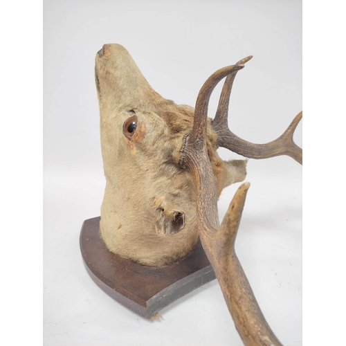 381 - Taxidermy hunting trophy in the form of a 19th century fallow deer head, fixed to a shield shaped wa... 