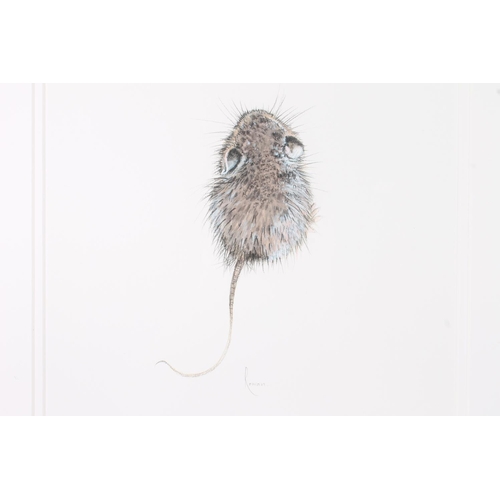 435 - ROWAN HALL, study of a mouse, print, 27cm x 27cm, frame 48cm x 48cm.