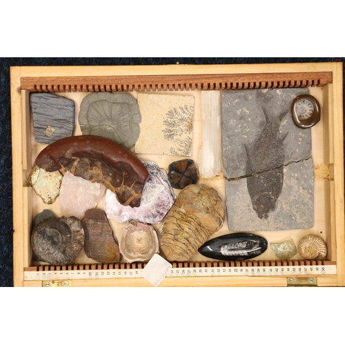 128 - Box containing fossils.