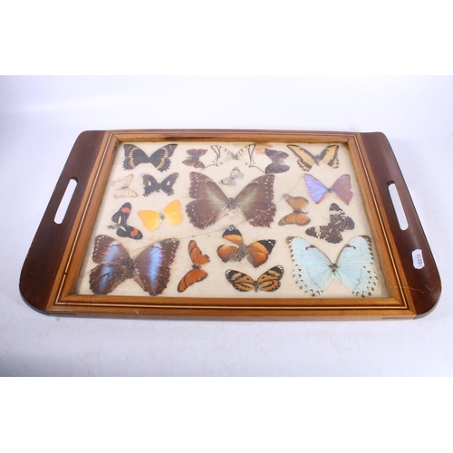 234 - Mid-20th century butler's tray inset with butterfly wing specimens.