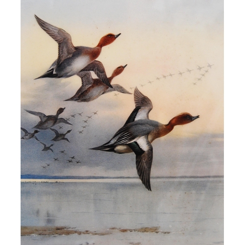 385 - Archibald Thorburn (Scottish, 1860 - 1935)Wigeon in flightPencil signed artist's proof colour print,... 