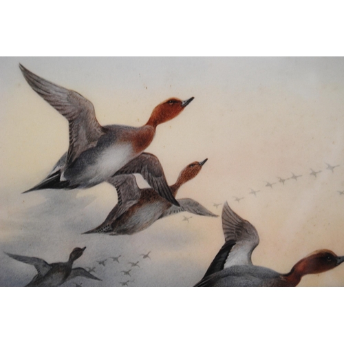 385 - Archibald Thorburn (Scottish, 1860 - 1935)Wigeon in flightPencil signed artist's proof colour print,... 