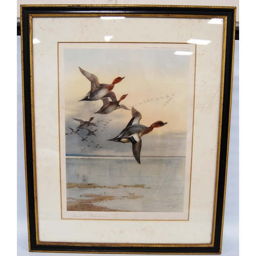 385 - Archibald Thorburn (Scottish, 1860 - 1935)Wigeon in flightPencil signed artist's proof colour print,... 