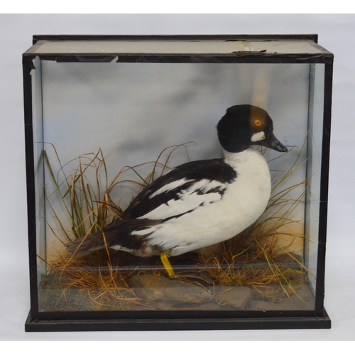 410 - Taxidermy InterestVictorian common Goldeneye sea duck (Bucephala Clangula) perched on a naturalistic... 