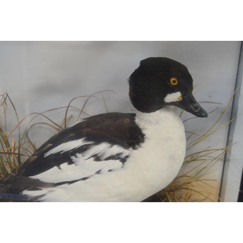 410 - Taxidermy InterestVictorian common Goldeneye sea duck (Bucephala Clangula) perched on a naturalistic... 