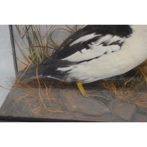 410 - Taxidermy InterestVictorian common Goldeneye sea duck (Bucephala Clangula) perched on a naturalistic... 