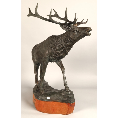 244 - Contemporary bronze stag figure with hardwood base, 68cm height (81.5cm including antlers), 63cm len... 