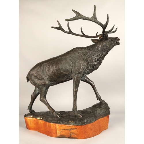 244 - Contemporary bronze stag figure with hardwood base, 68cm height (81.5cm including antlers), 63cm len... 