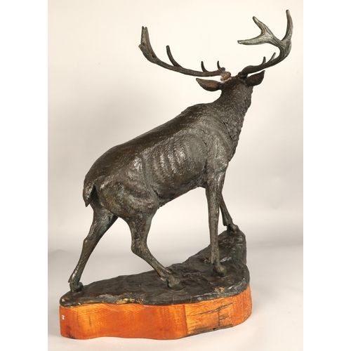 244 - Contemporary bronze stag figure with hardwood base, 68cm height (81.5cm including antlers), 63cm len... 