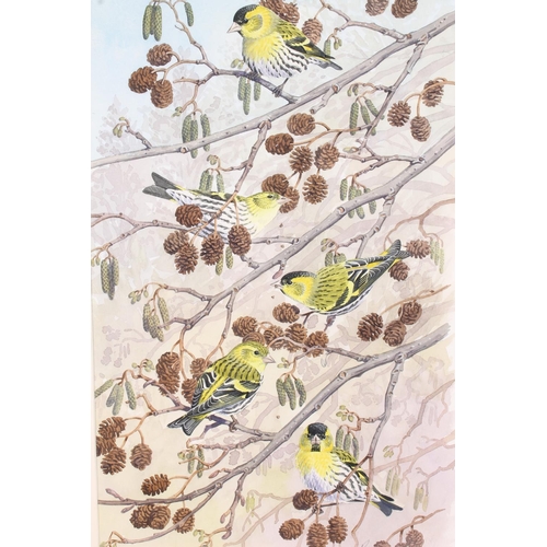 406 - RICHARD ALLEN, Siskins in alder, watercolour, signed lower right, 40cm x 25cm, frame 58cm x 42cm.