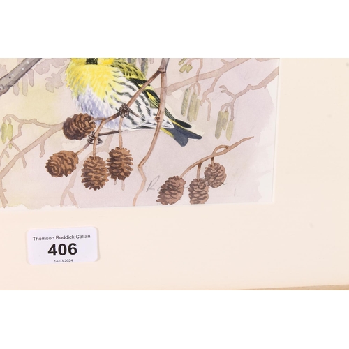 406 - RICHARD ALLEN, Siskins in alder, watercolour, signed lower right, 40cm x 25cm, frame 58cm x 42cm.